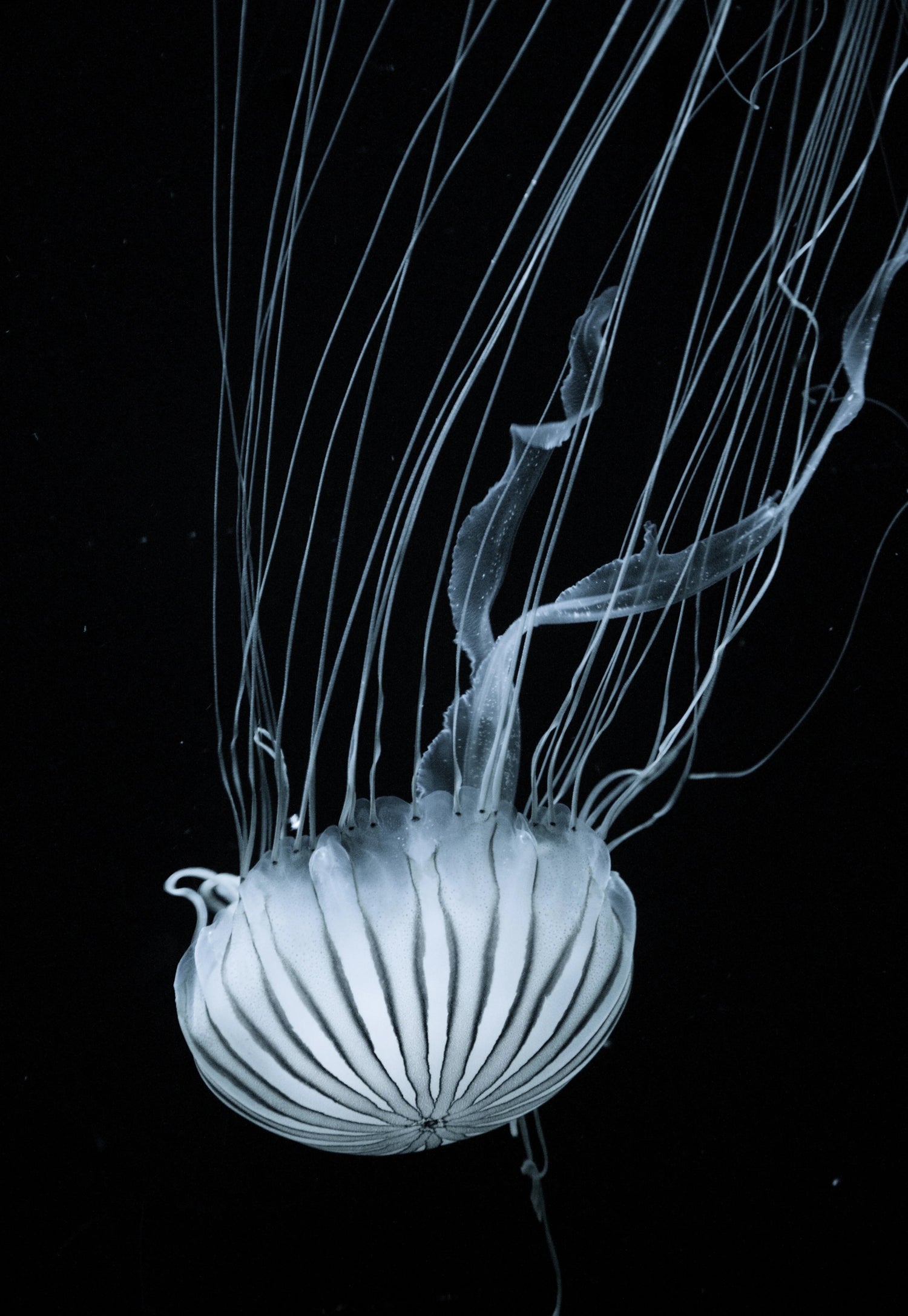 Natural World