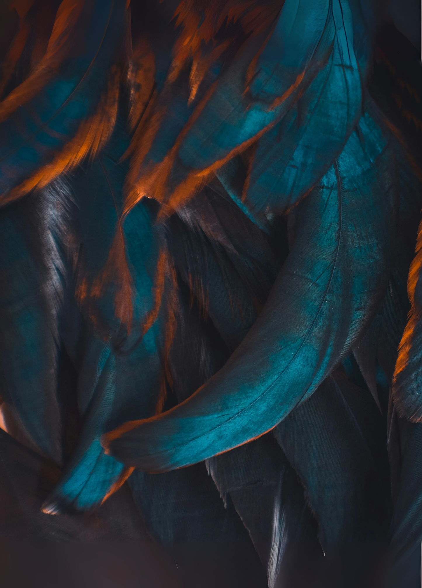 Teal + Copper Feathers