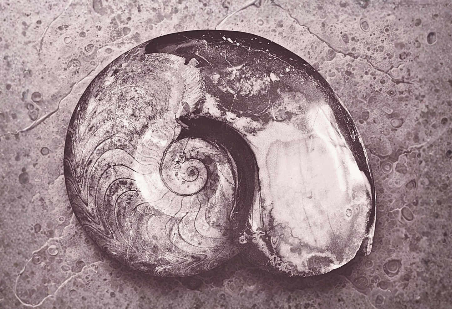 Ammonite on Pink Bespoke