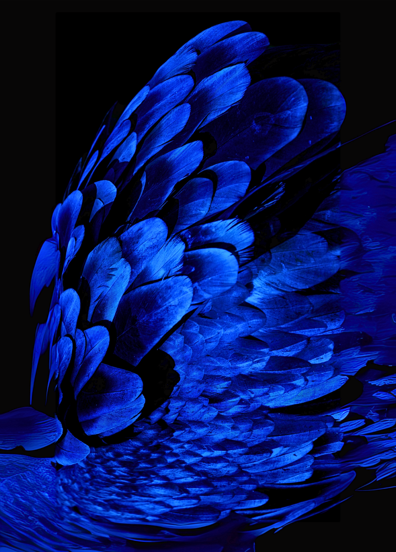 Close-up of blue feathers against a black background