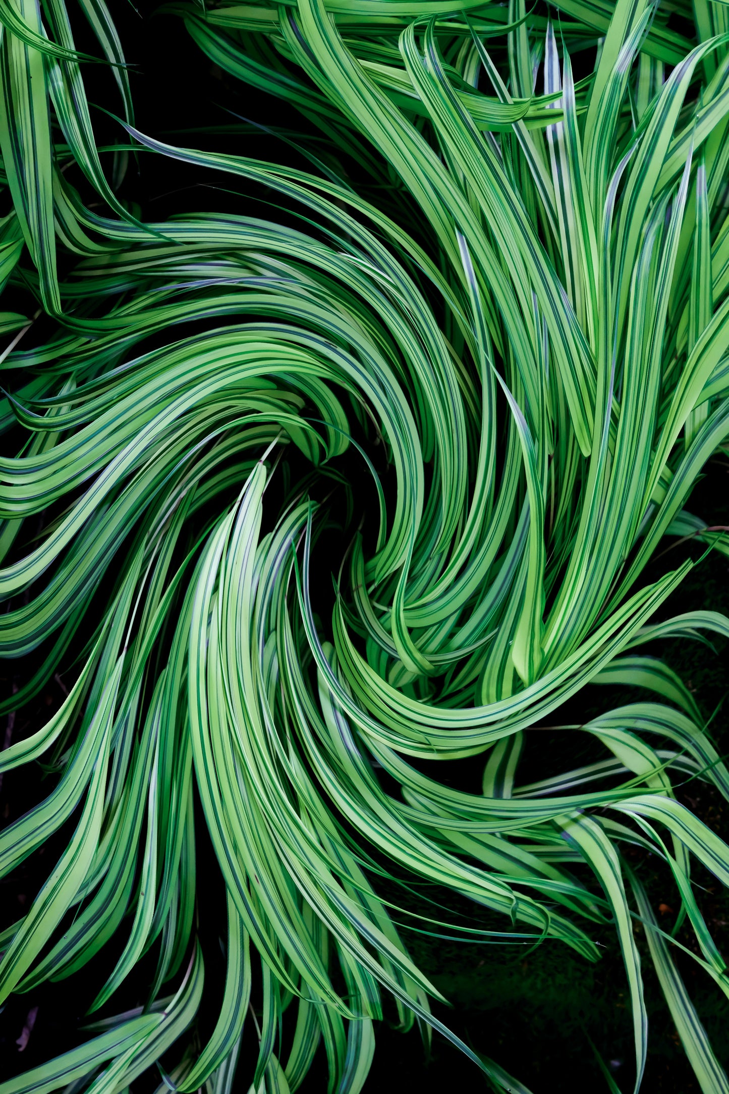 Close-up of a green plant with a swirling pattern on a black background