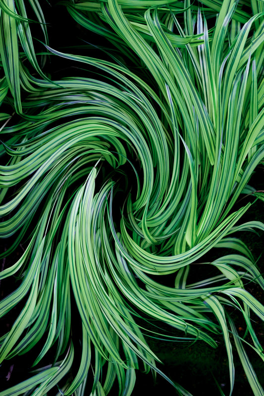 Close-up of a green plant with a swirling pattern on a black background