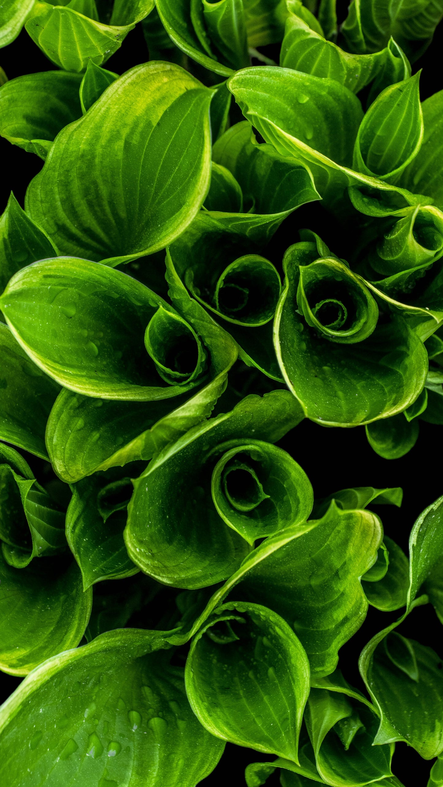 Green Hostas
