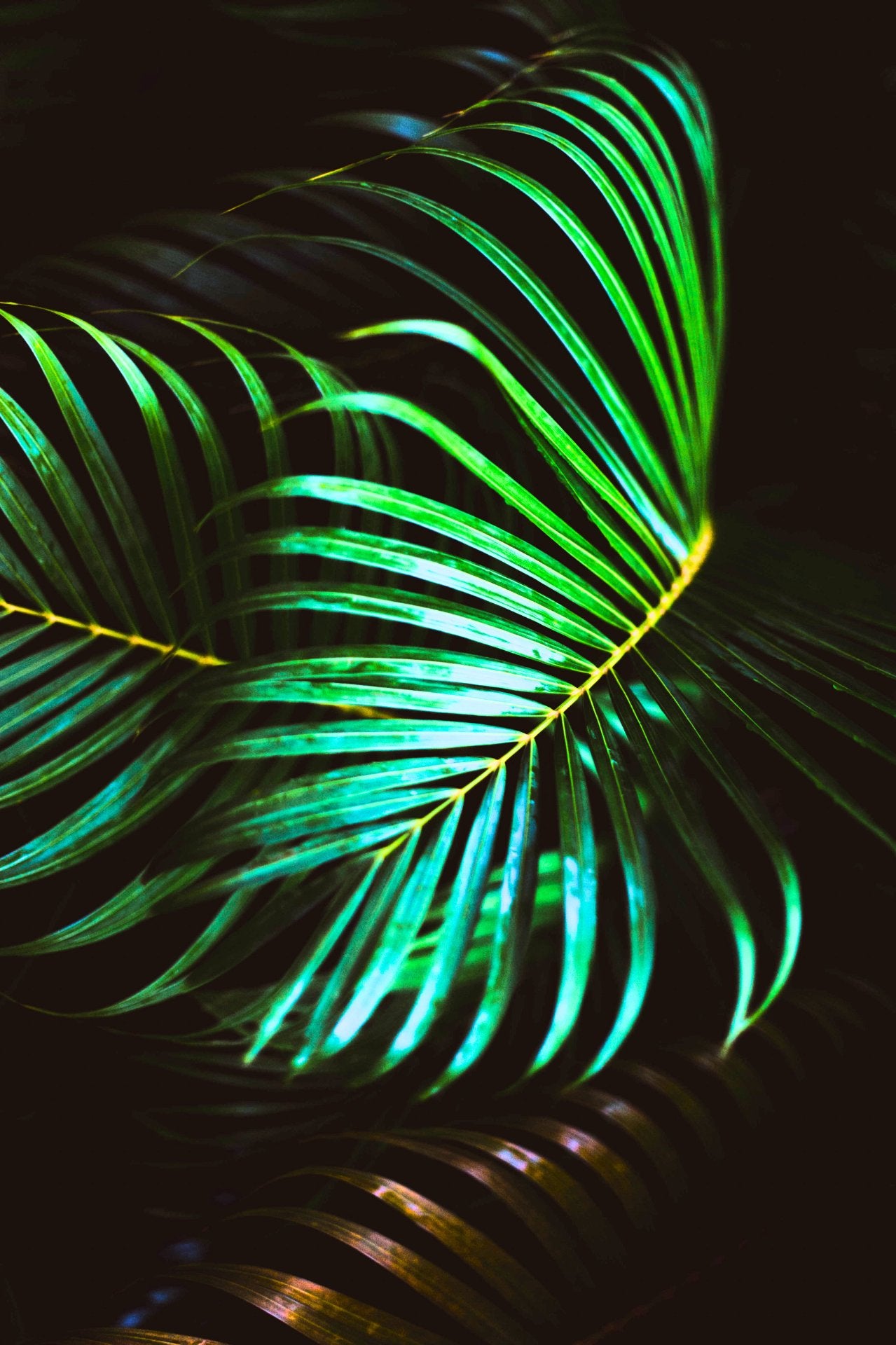 The Palm Frond