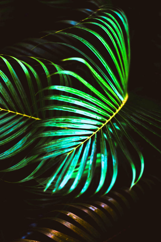 The Palm Frond
