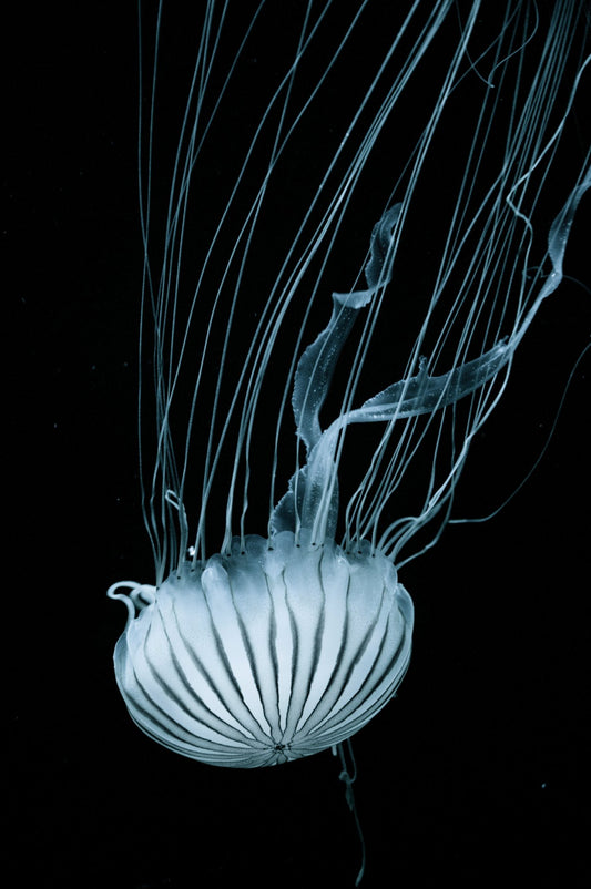 The Jellyfish