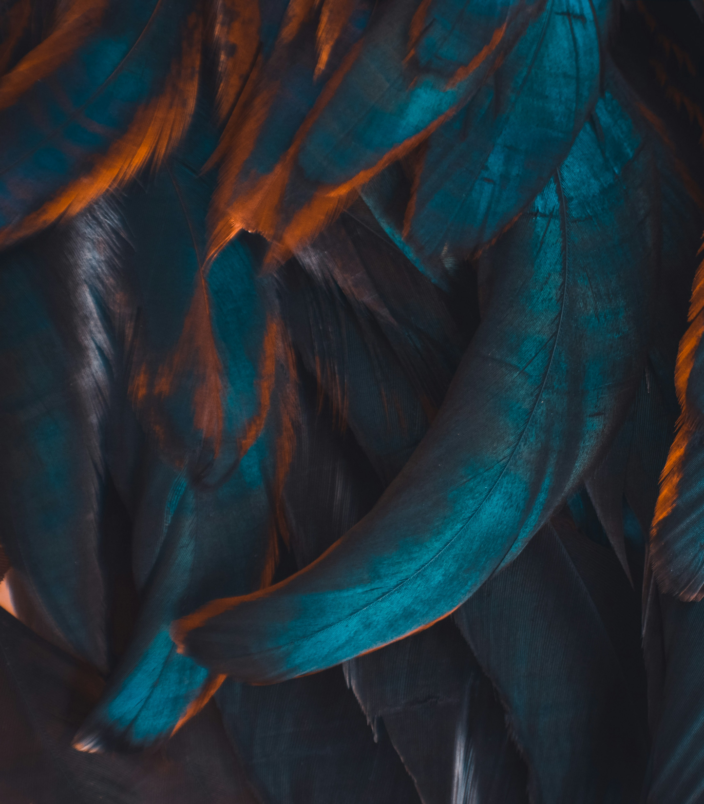 Teal + Copper Feathers