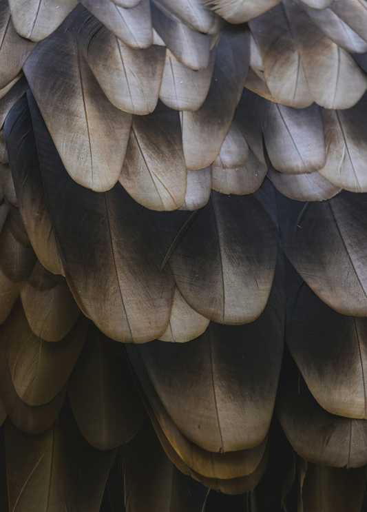 Feathers - Plumage