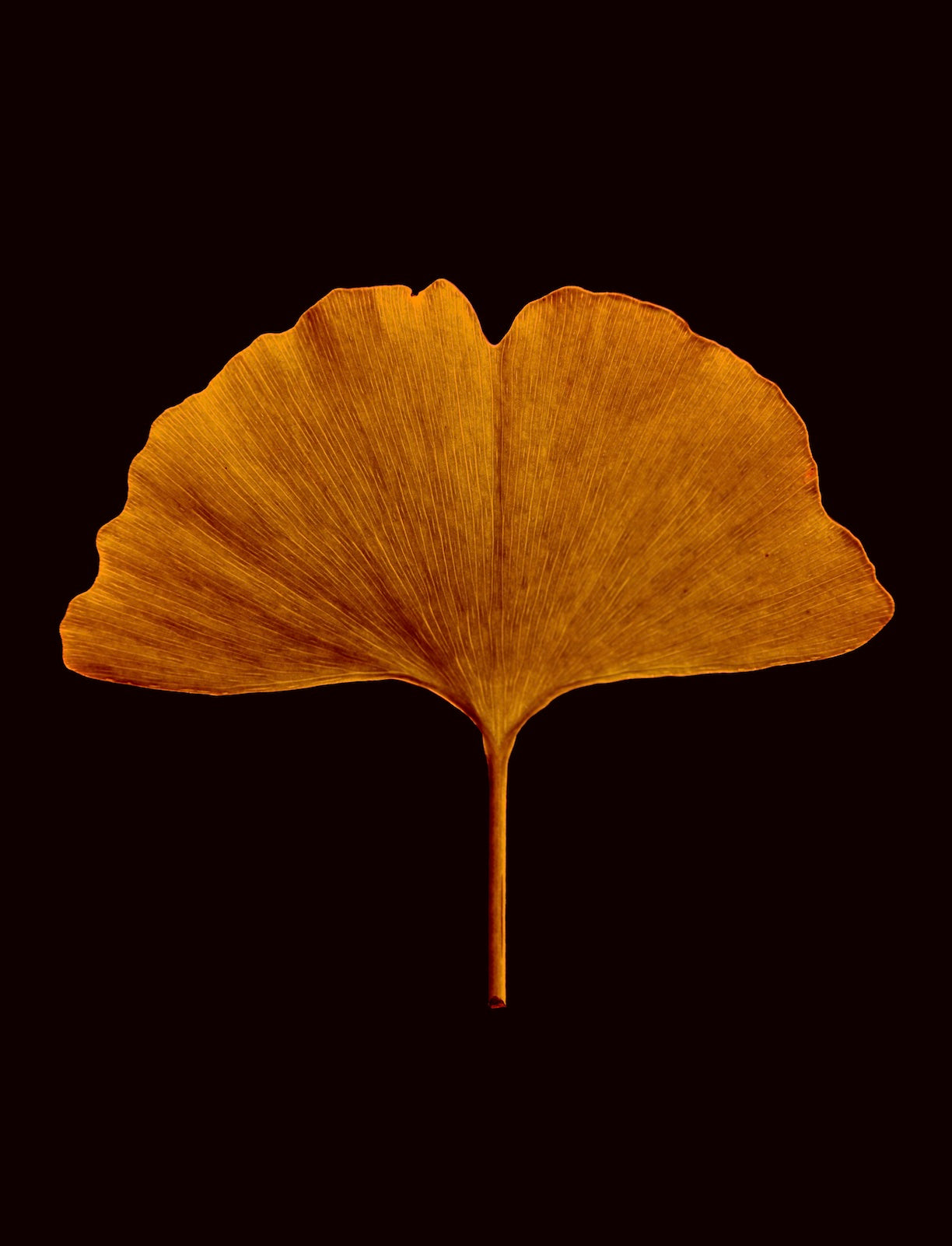The Gingko