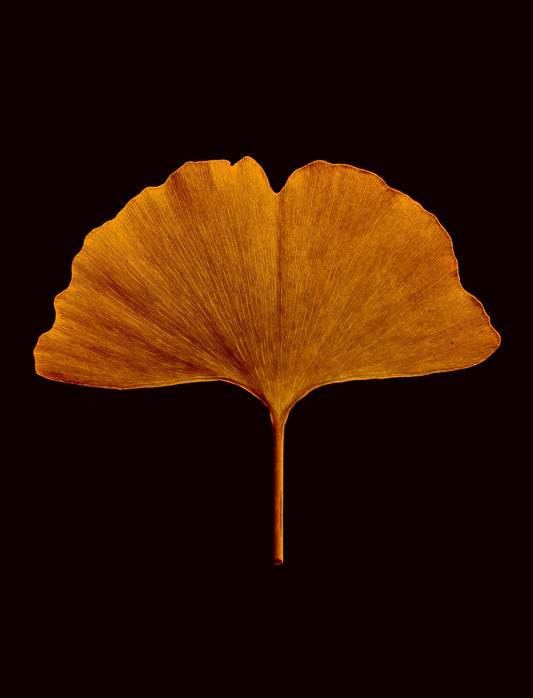 The Gingko