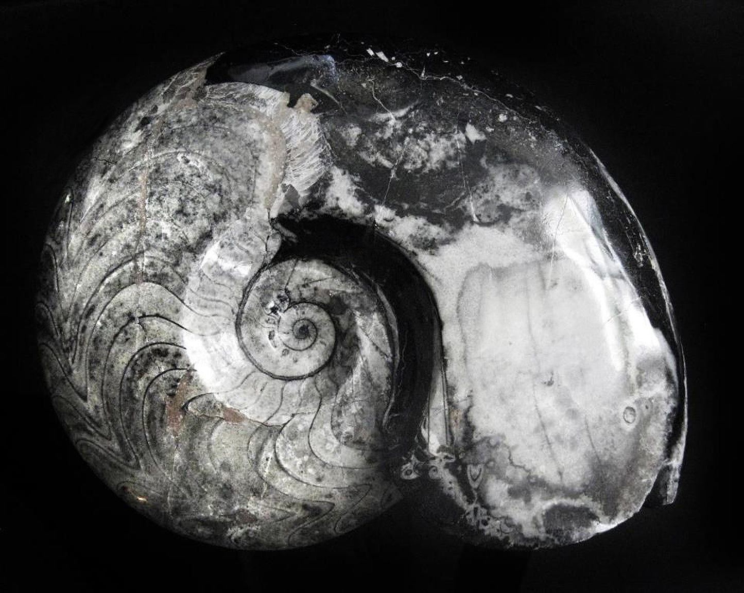 Close-up of a fossilized ammonite shell with concentric spiral pattern on a black background