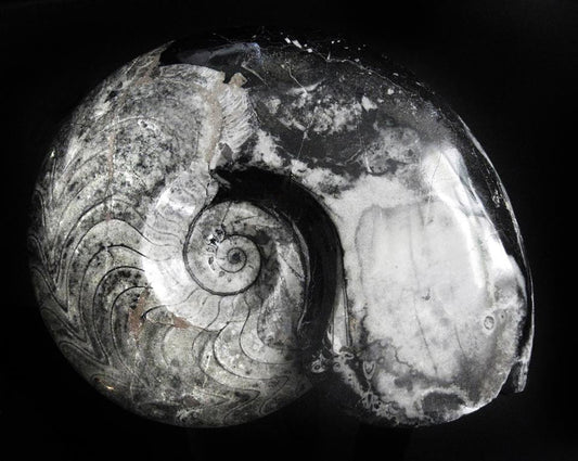 Close-up of a fossilized ammonite shell with concentric spiral pattern on a black background