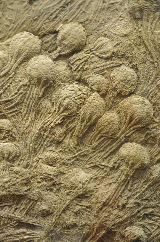 Crinoids