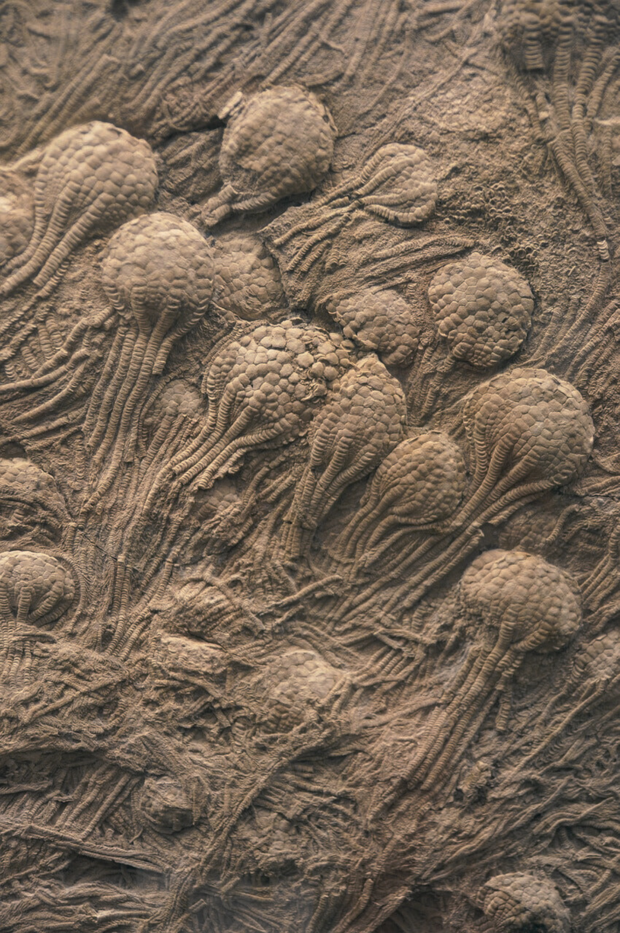 Crinoids