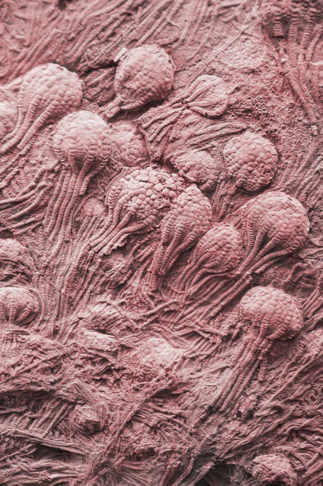 Crinoids