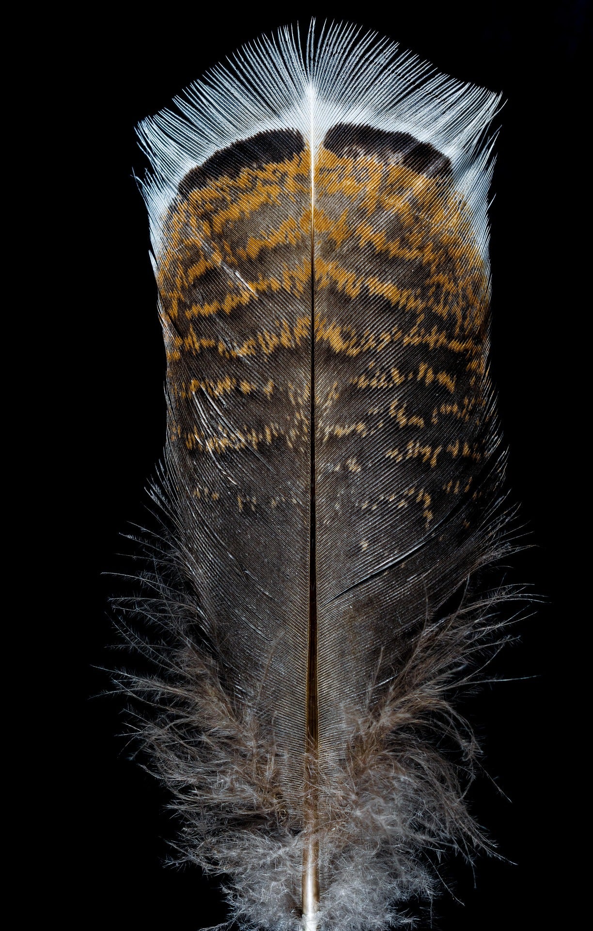 Turkey Feather