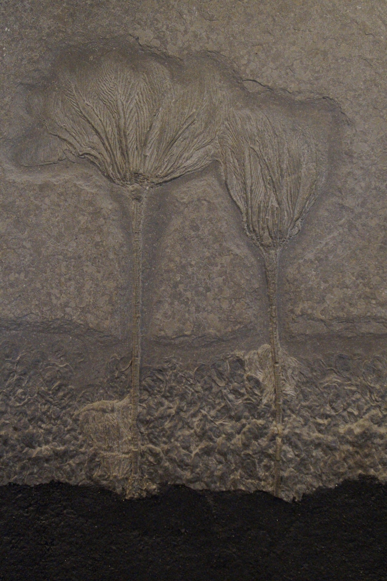 Plant Fossil