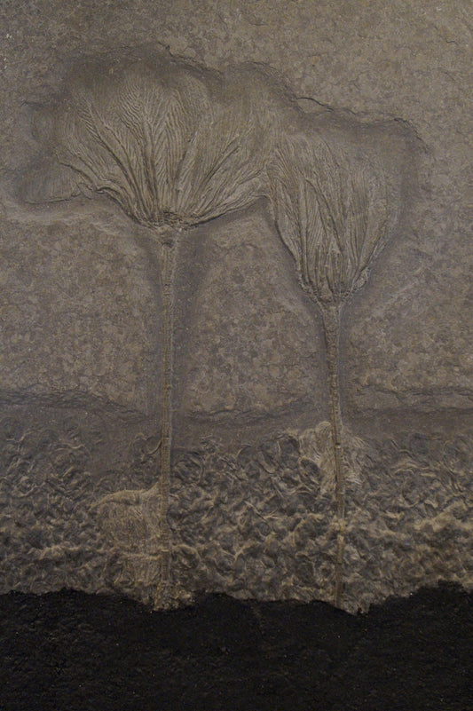 Plant Fossil