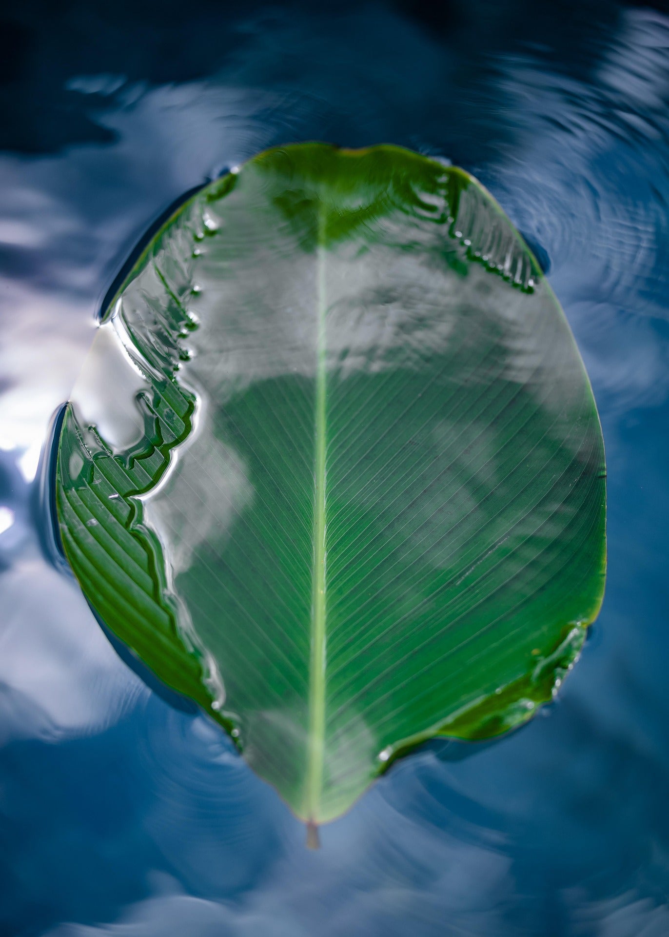 Leaf on Water