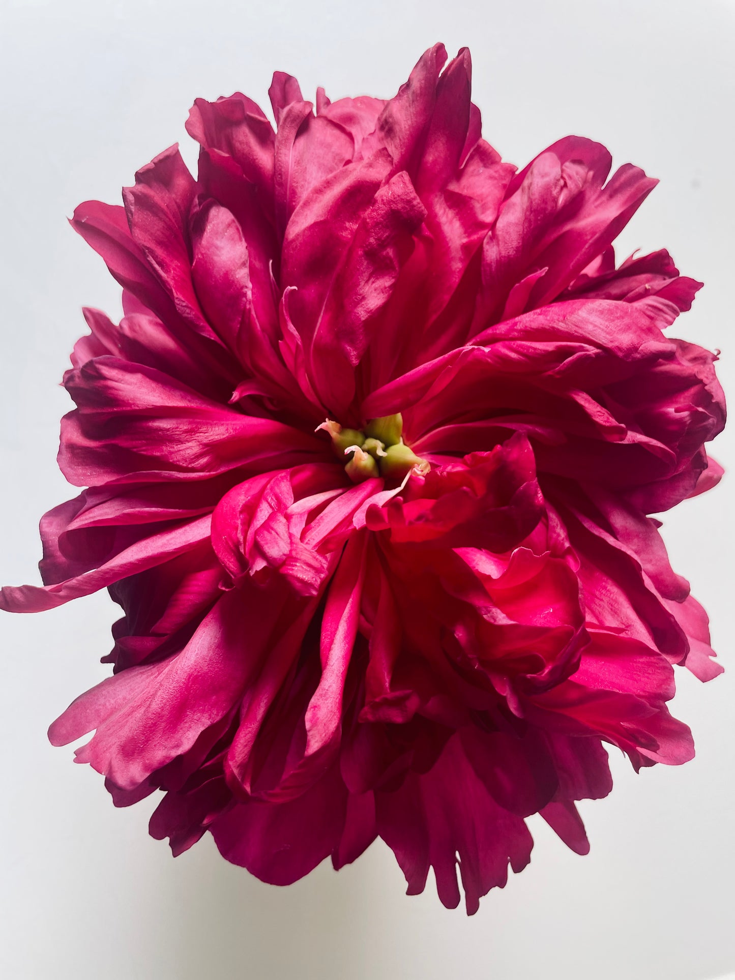 Peony