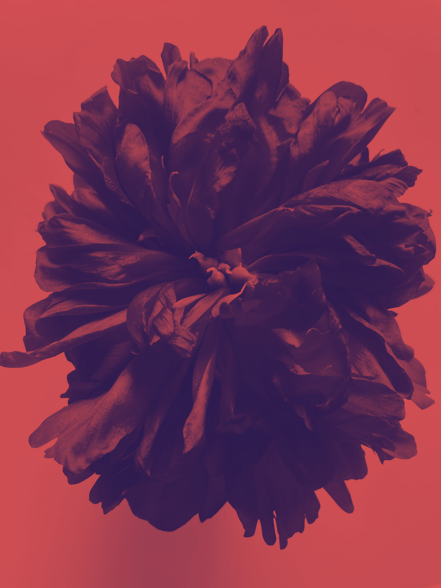 Peony