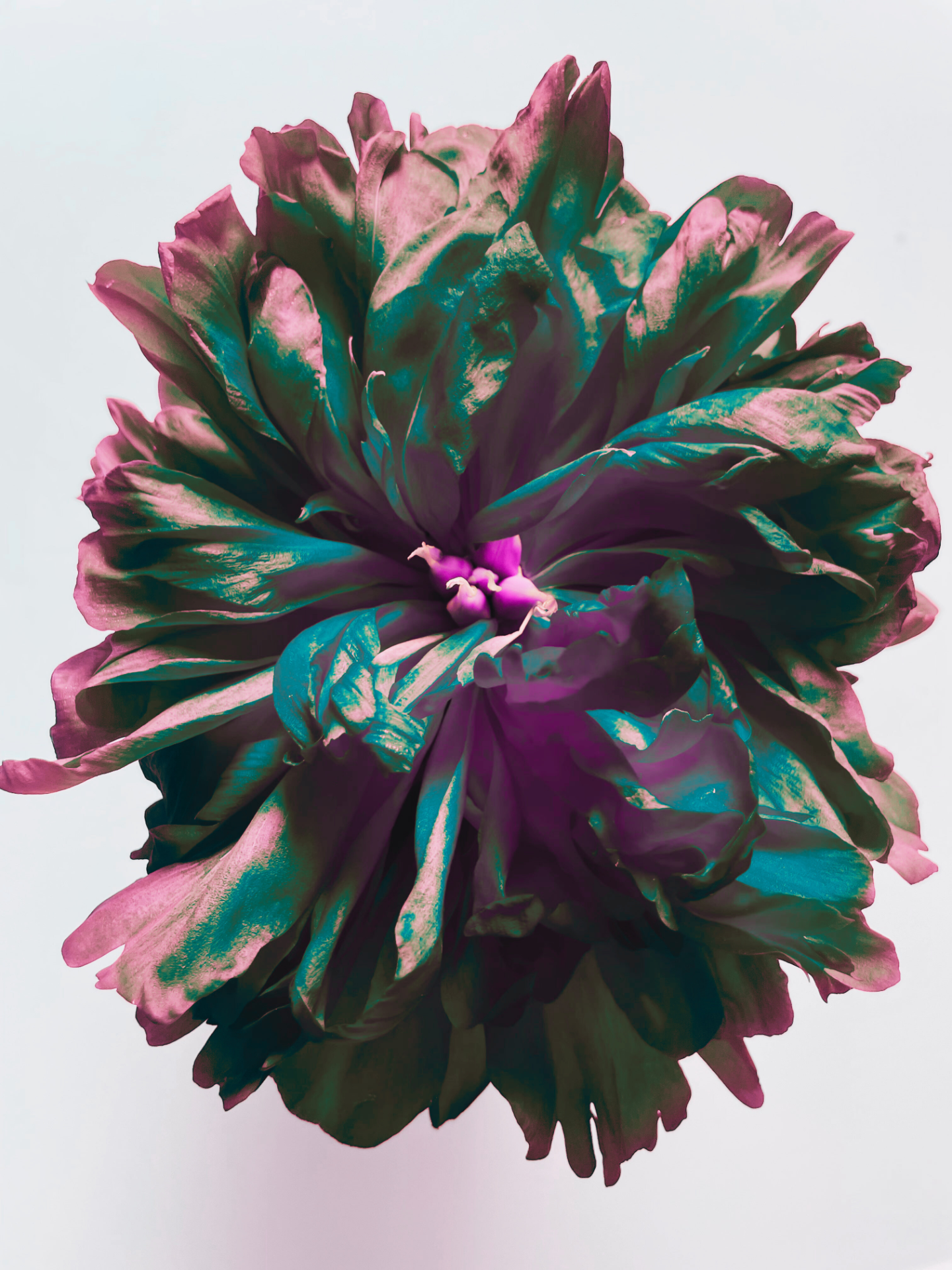 Peony