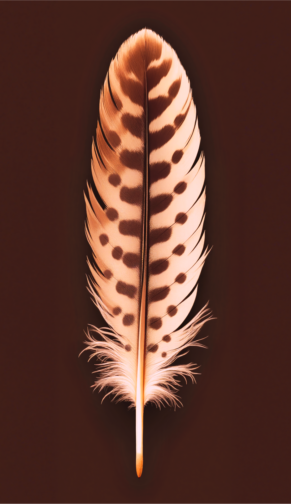 Single Feather