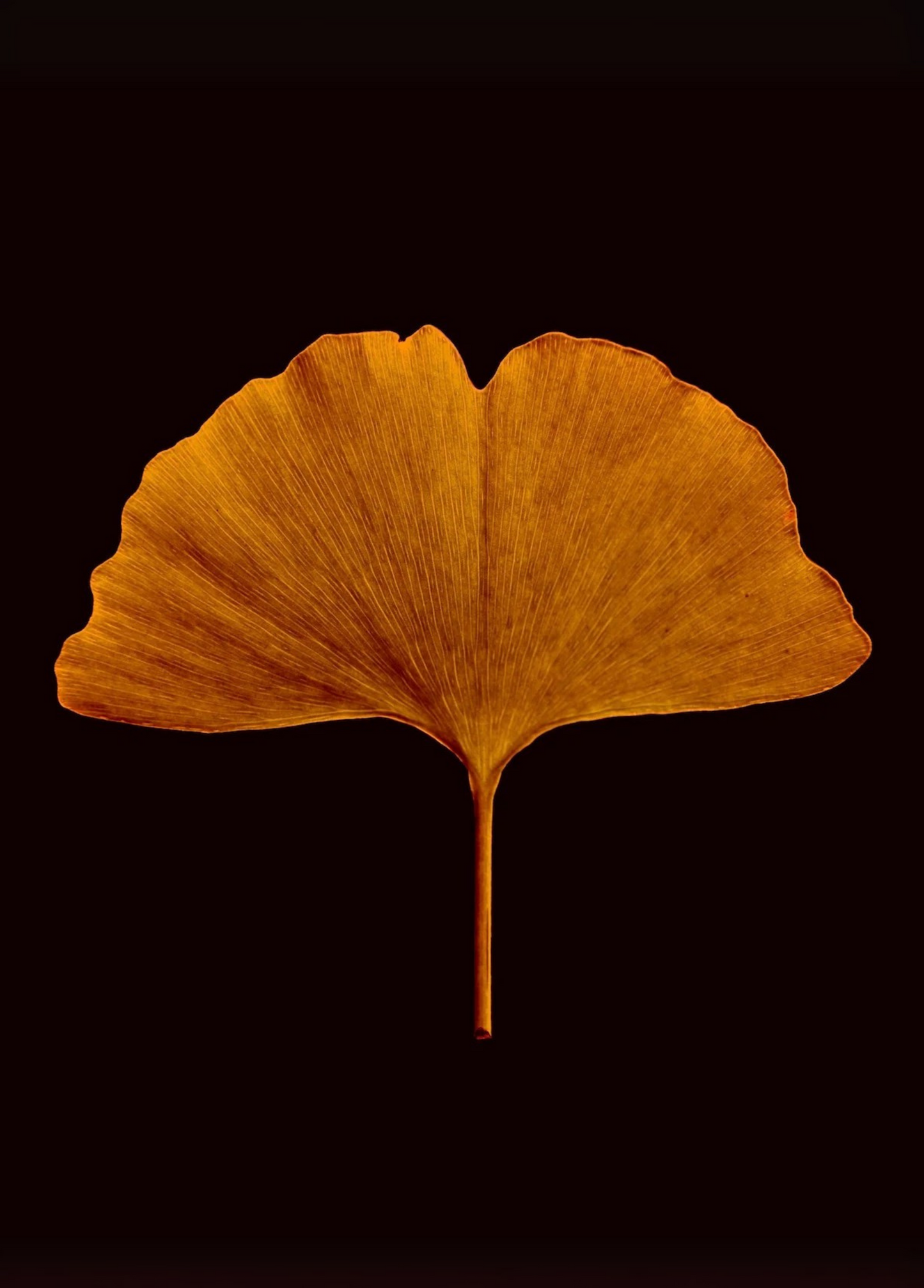 The Gingko
