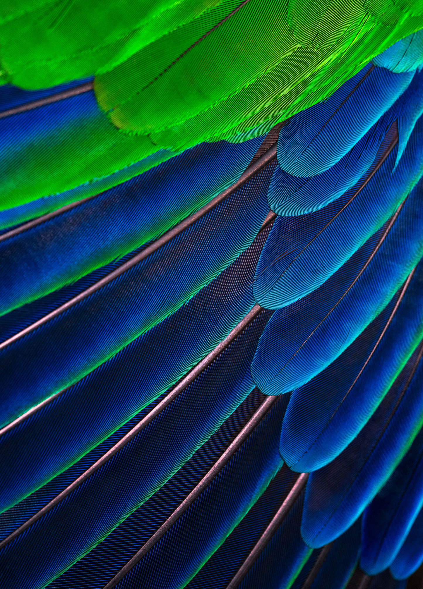 Blue+Lime Green Feathers