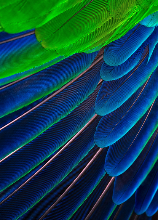 Blue+Lime Green Feathers
